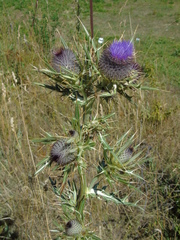 Cirsium eriophorum