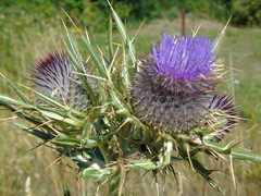 Cirsium eriophorum