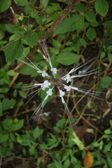 Orthosiphon aristatus