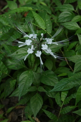 Orthosiphon aristatus