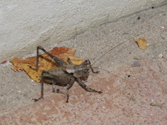 Thyreonotus bidens