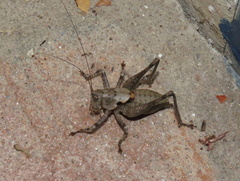 Thyreonotus bidens