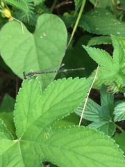 Platycnemididae