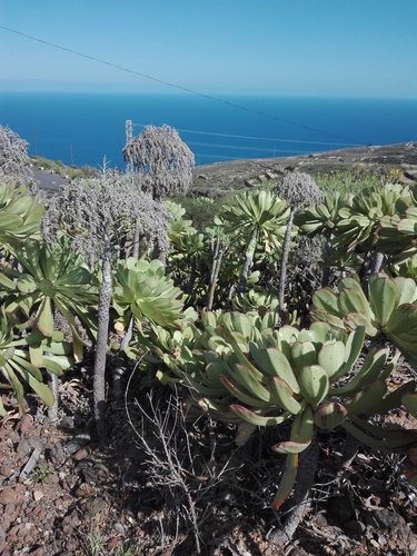 Aeonium urbicum