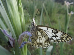 Melanargia parce