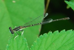 Platycnemididae