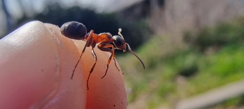 Red-barbed Ant, photo 6 of 10