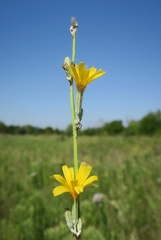 Chondrilla latifolia