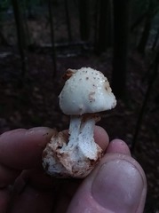 Amanita aestivalis