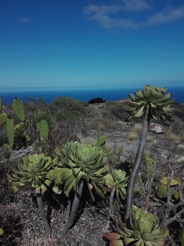 Aeonium urbicum