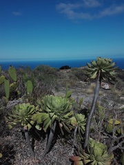 Aeonium urbicum image