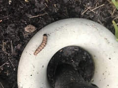 Litoprosopus futilis