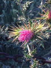 Cirsium arizonicum