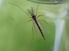 Synendotendipes dispar