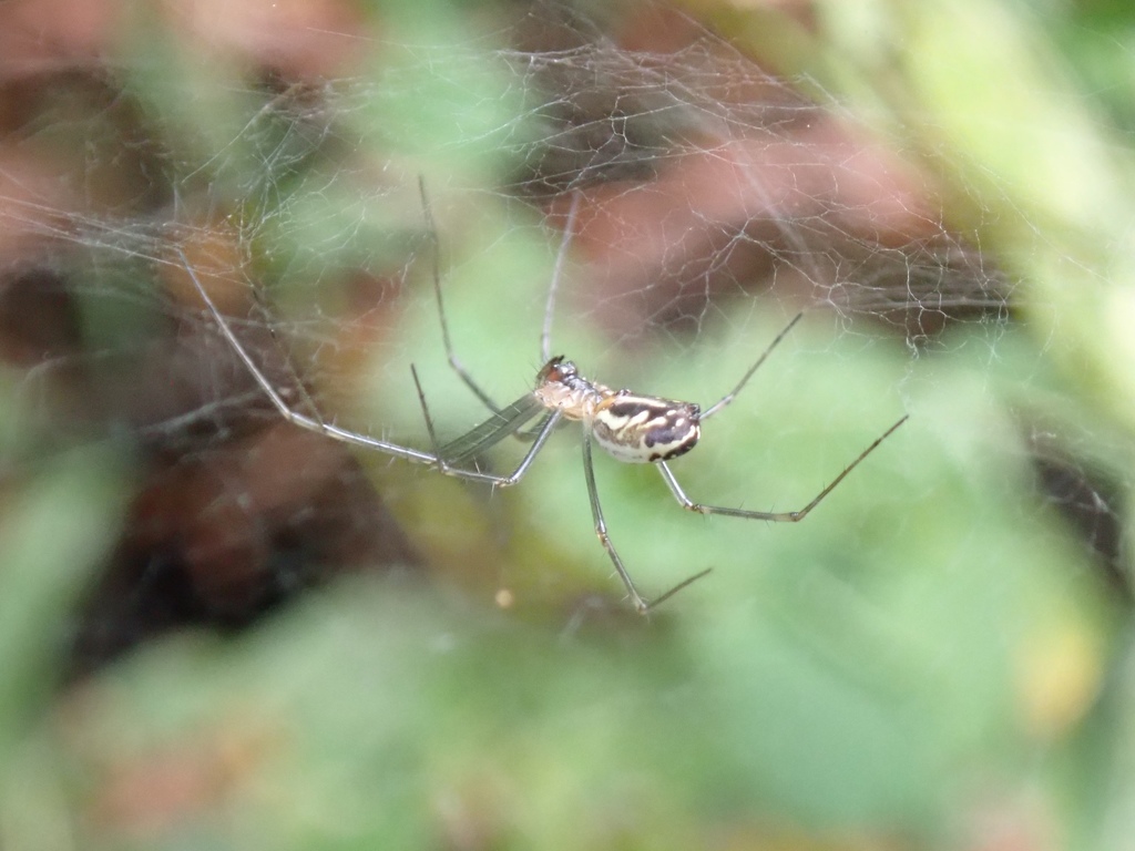 Sierra Dome Spider
