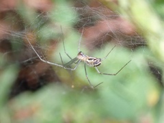 Sierra Dome Spider