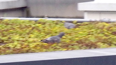 Columba livia domestica
