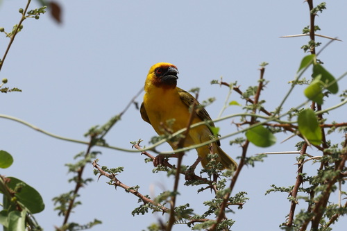 Rüppell's Weaver (Ploceus galbula), photo 3