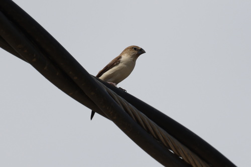 African Silverbill