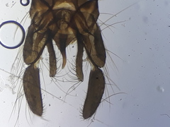 Synendotendipes dispar