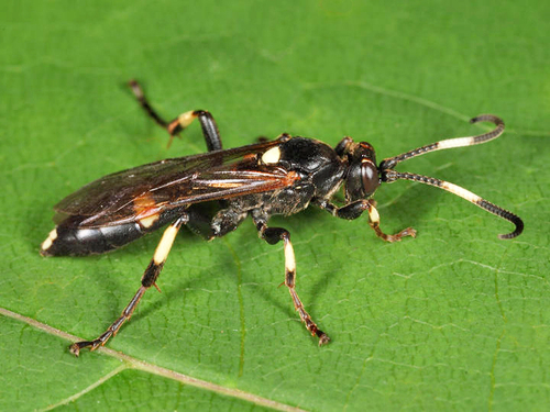 Ichneumon feriens