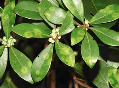 Litsea rotundifolia