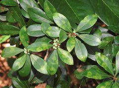 Litsea rotundifolia