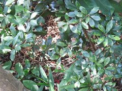 Litsea rotundifolia