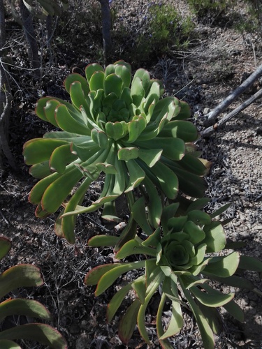 Aeonium urbicum
