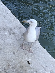 Larus