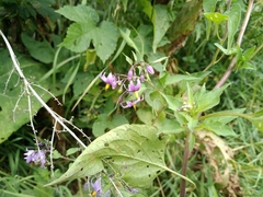 Scrobipalpa costella