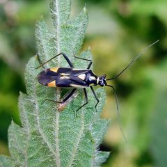 Grypocoris stysi
