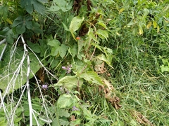 Scrobipalpa costella