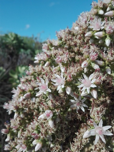Aeonium urbicum