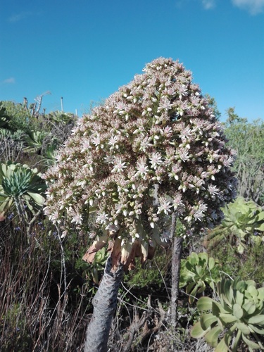 Aeonium urbicum