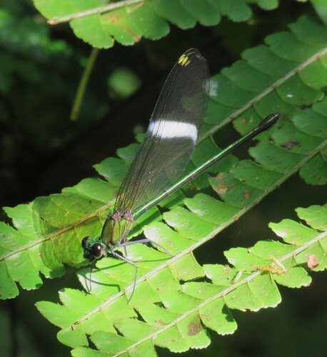 Sapho orichalcea