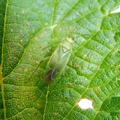 Orthotylus marginalis