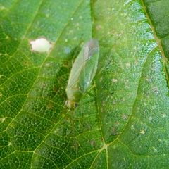 Orthotylus marginalis