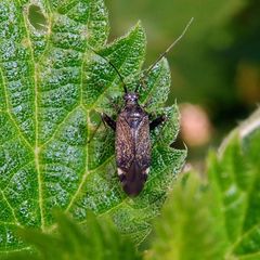 Closterotomus fulvomaculatus