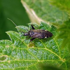 Closterotomus fulvomaculatus