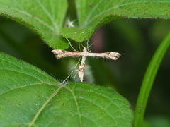 Platyptilia