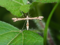 Platyptilia