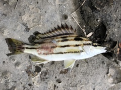 Sharpbeak Terapon photo 4