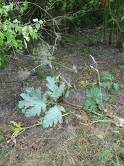 Heracleum mantegazzianum