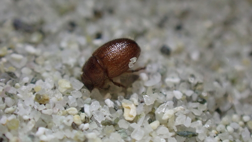 Ammobius rufus