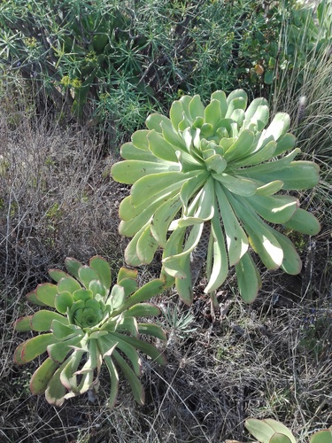 Aeonium urbicum