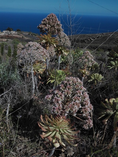 Aeonium urbicum