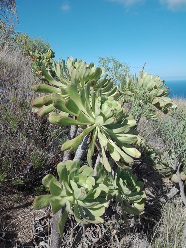 Aeonium urbicum