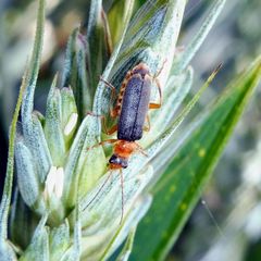 Cantharis lateralis