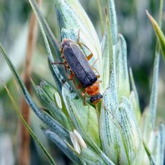 Cantharis lateralis